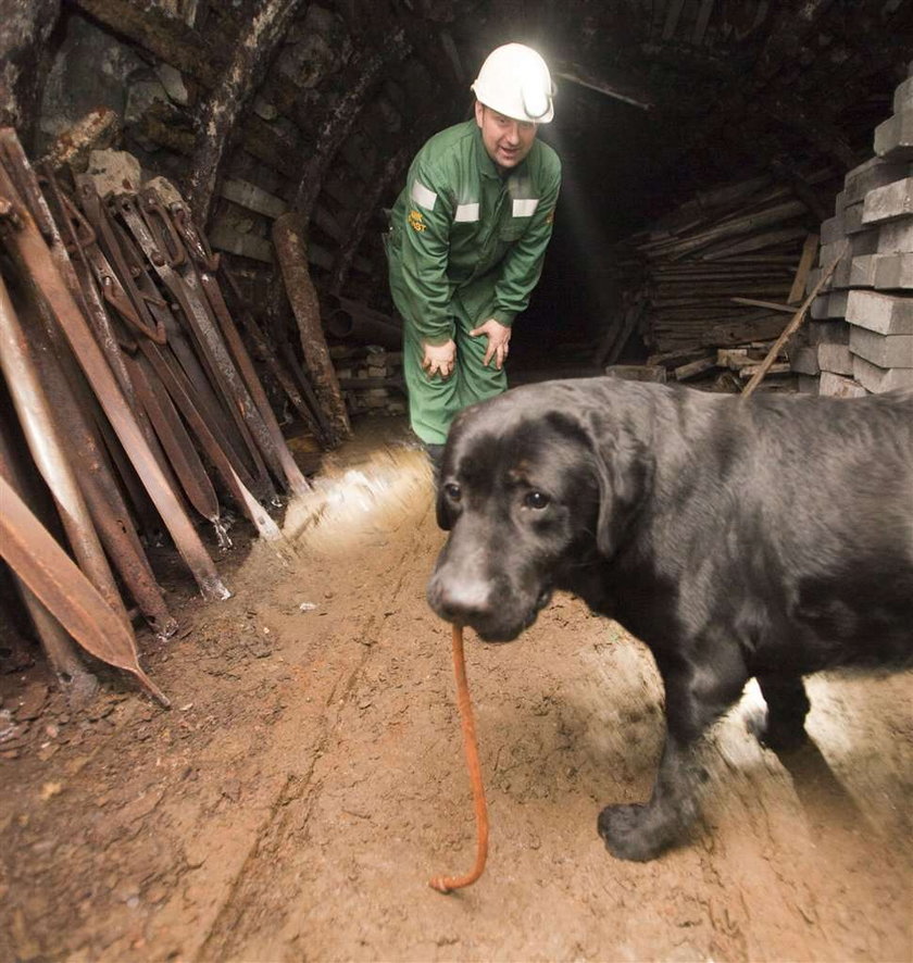 Tak pies służy człowiekowi....