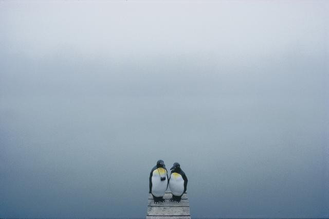 Galeria Joe &amp; Sally - podróżujące pingwiny, obrazek 15