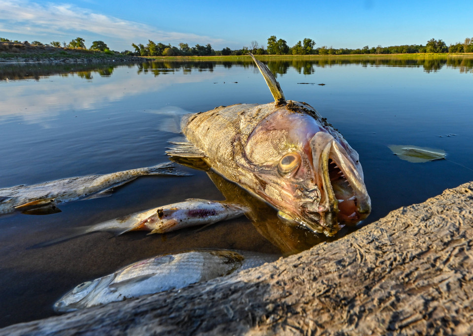 Śnięte ryby w Odrze. 11.08.2022 r.