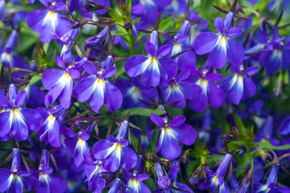 Lobelia ma pięknie ubarwione kwiaty - JulietPhotography/stock.adobe.com