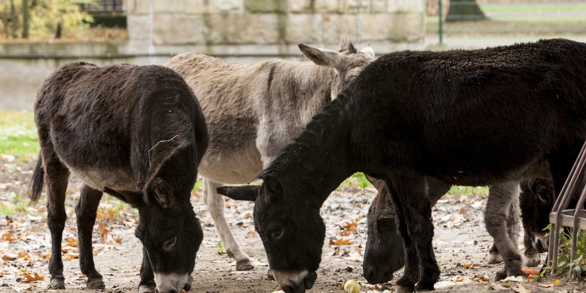 Nowy wybieg dla osłów w chorzowskim zoo