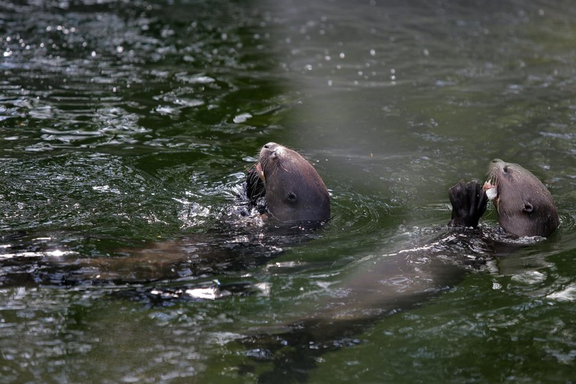 Zakochane wydry mieszkają w łódzkim zoo. Czy będą z tego dzieci? 