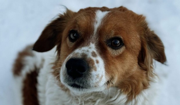 mjesanac-Laki-foto-Marina-DJukic-ringier-872x610