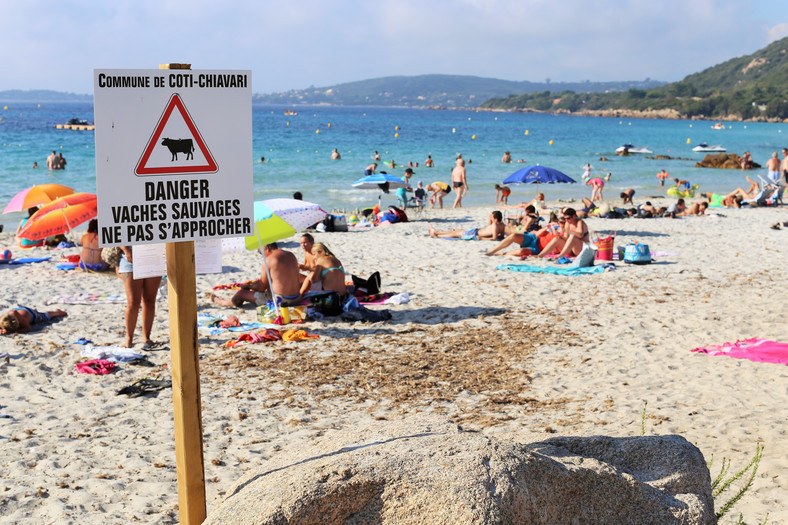 Znak ostrzegający przed krowami na plaży Coti Chiavari, Korsyka