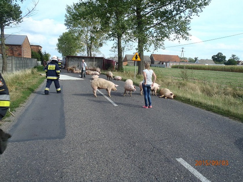 Strażacy ganiali świnie po wsi