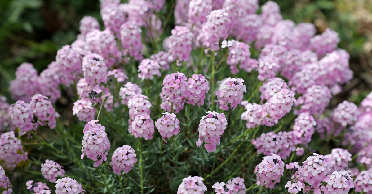 Ten kwiat urośnie choćby na suchej, nieurodzajnej glebie. Posadź go w lipcu, a w ogrodzie zakwitnie mnóstwo różowych obłoków