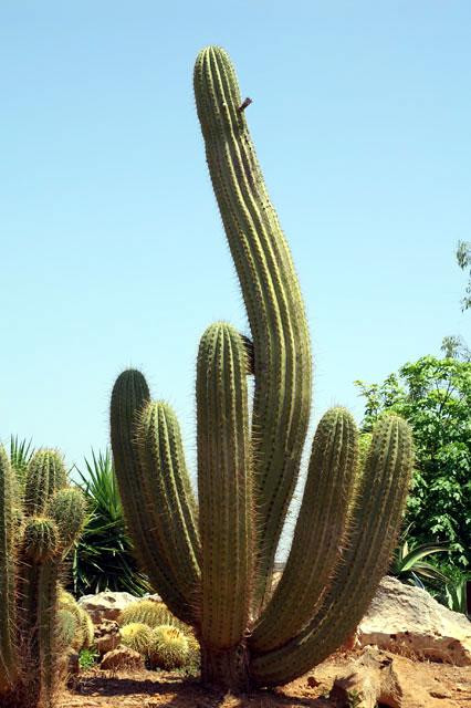 Galeria Hiszpania - Botanicactus, obrazek 10