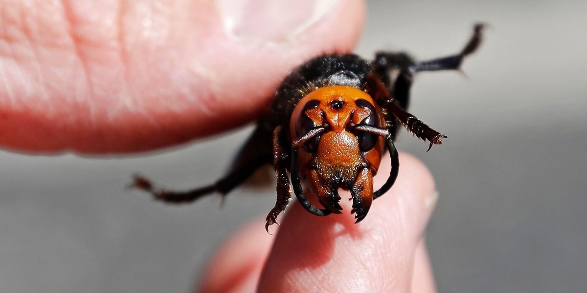 Czy szerszeń azjatycki dotrze do Polski? Wywiad z entomologiem