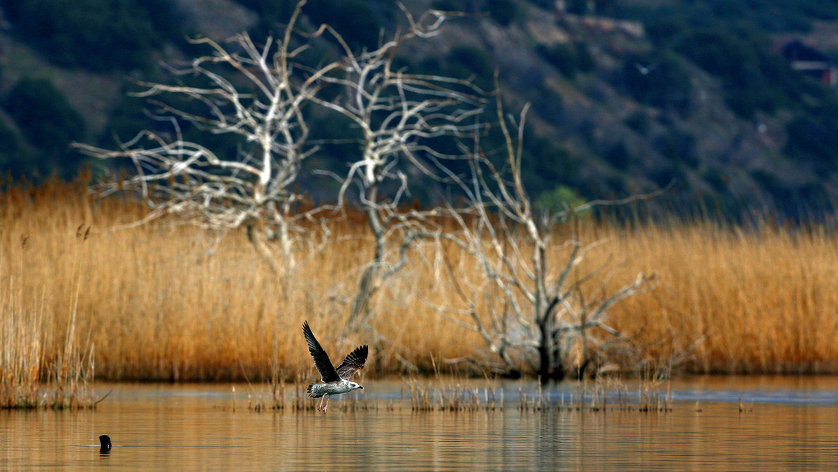 Jezioro Dojran