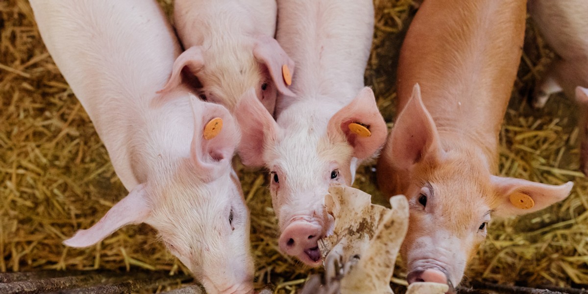 Nowy szczep świńskiej grypy może wywołać kolejną pandemię.