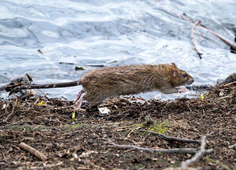 Hantavirus prenose glodari