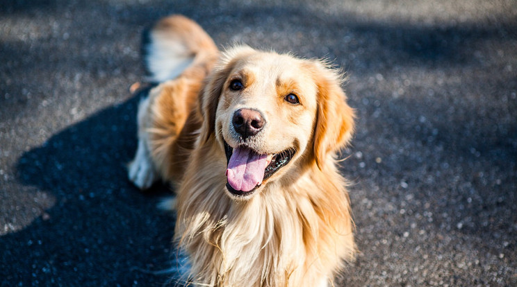 Évi 345 millió forintot keres az internet kedvenc kutyája / Fotó: Pixabay