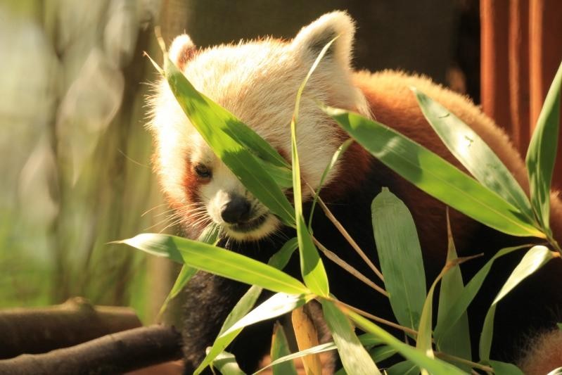 Pierwsza taka panda w oliwskim zoo. "Bartek uwielbia długo spać"