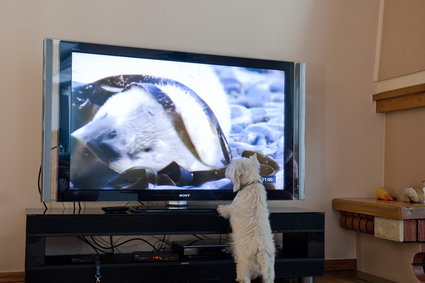 Animal Planet wprowadza program dla psów. Możesz zostawić zwierzaka przed TV