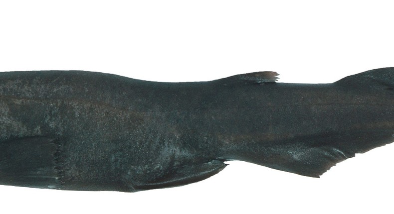 The demon catshark, a deep water species discovered off the coast of Australia.CSIRO Australian National Fish Collection