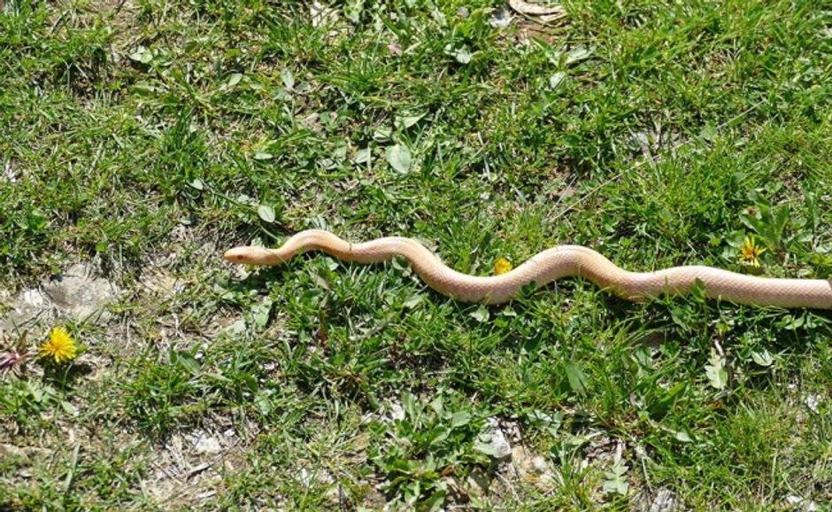 Albino smuk u Petrovićevom dvorištu