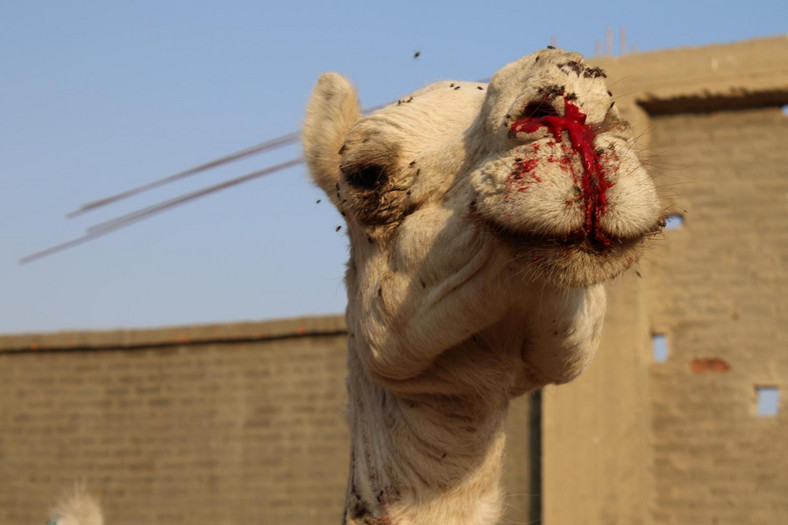 Znęcanie się nad zwierzętami na targu wielbłądów Birqash w Egipcie