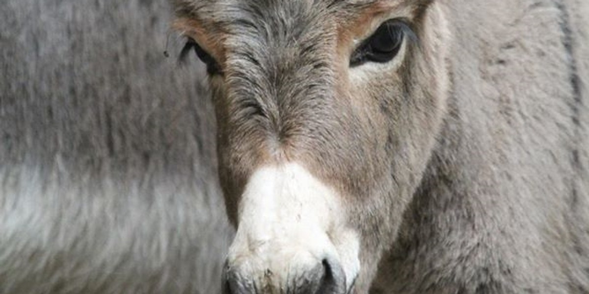 Stella urodziła się w nowym zoo