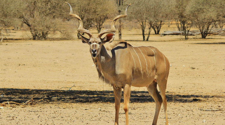 Kudu / Illusztráció: Northfoto