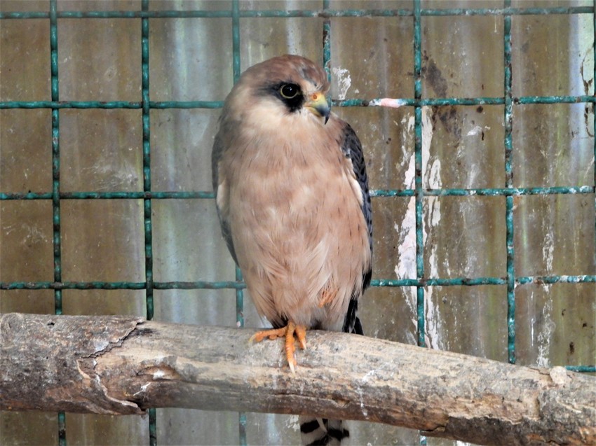 Zbrinute ptice vraćene u prirodu
