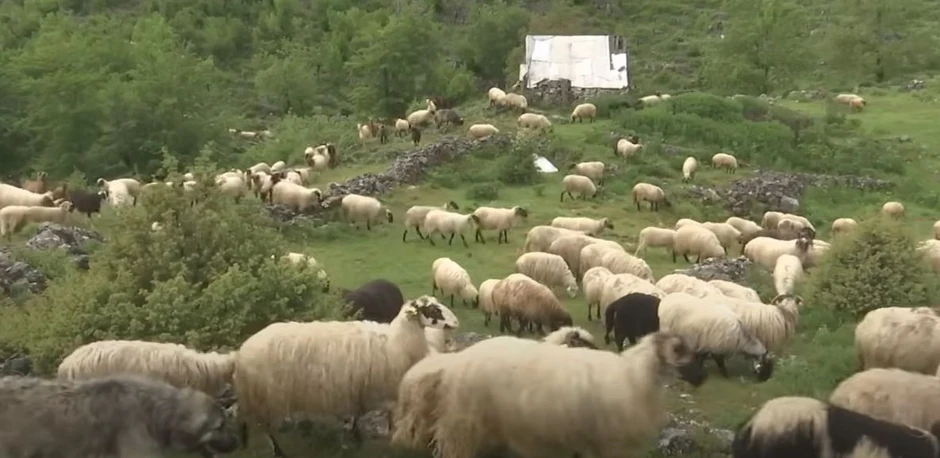 Nikola živi u katunu na planini Prekornici