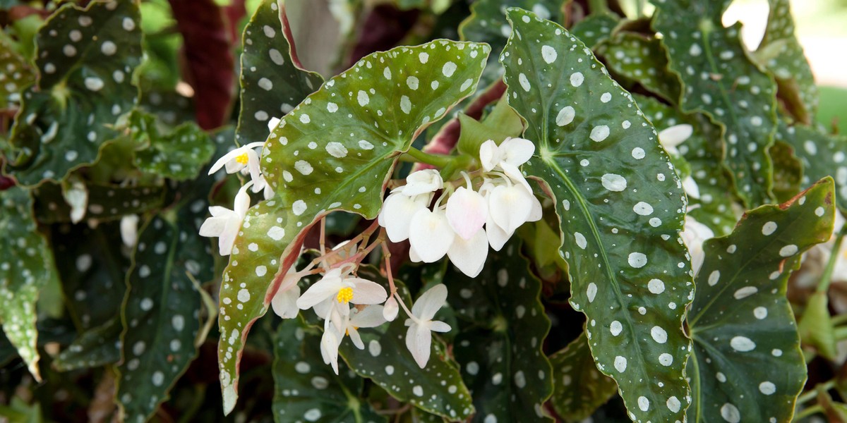 Begonia maculata (begonia plamista)