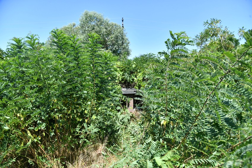 Jelena Marjanović  zarasla spomen ploča