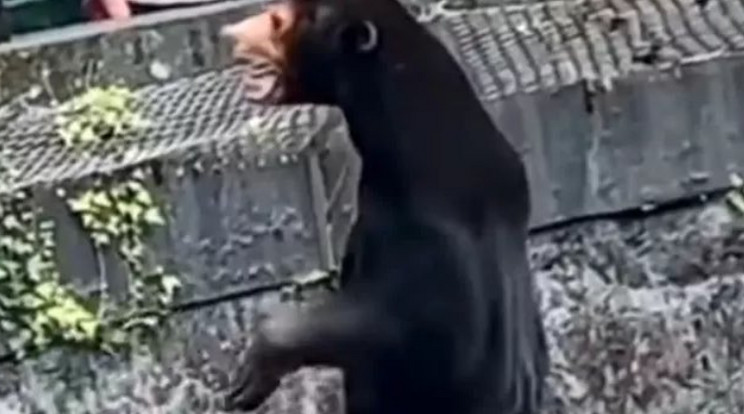 Medvejelmezbe bújt emberek lehetnek a kínai állatkertben / Fotó: Twitter