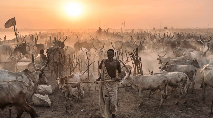 Tehenekkel alszanak az afrikai törzs pásztorai  /Fotó: Northfoto