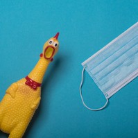 Csirkék segítségével termelnek koronavírus-ellenanyagot magyar kutatók