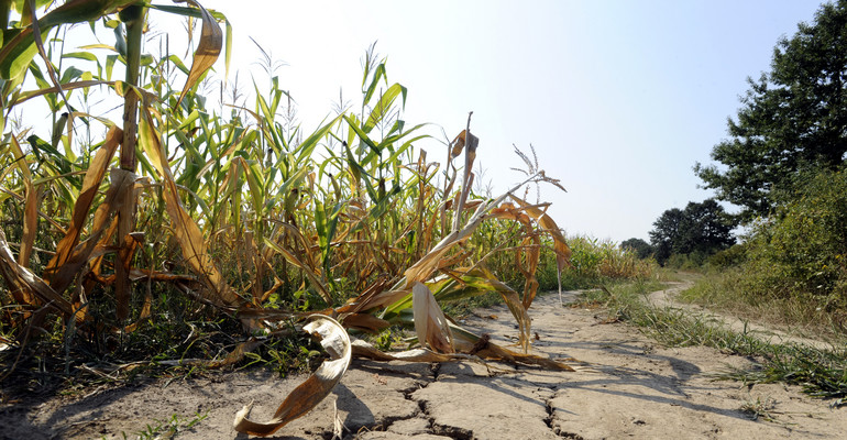 Tegoroczna susza w Polsce może być największa od 50 lat