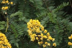 Ta herbata z PRL-u pomoże na zaparcia. Sposób na odchudzanie naszych babć