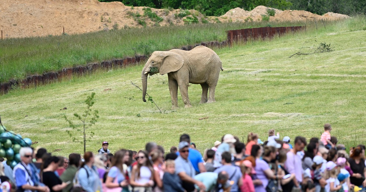 Słoń atakował w zoo przed oczyma dzieci. Reakcja pracowników szokująca