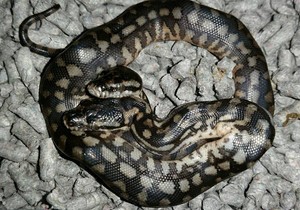 piton dvoglavi foto Facebook ‎Reptile And Invertebrate Lovers Albury wodonga Ben Robson