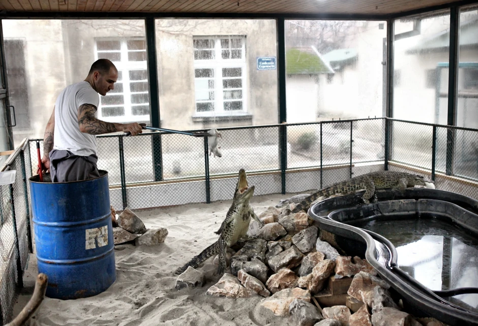 Bure kao zaštita: Aleksandar Rakočević hrani sve reptile