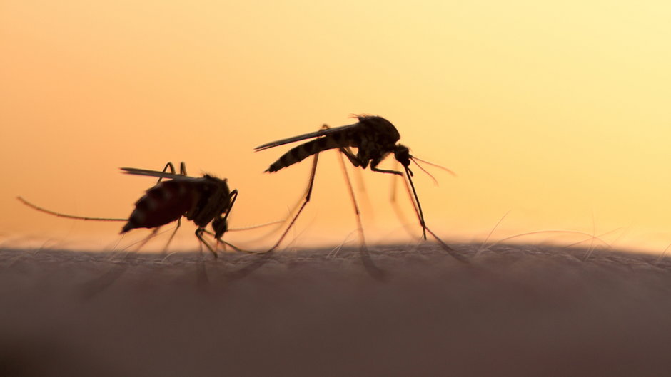 Denga to choroba przenoszona przez komary