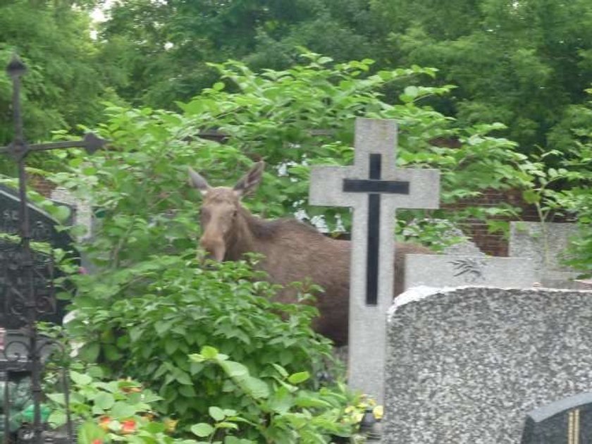 Łosiu, tym razem przesadziłeś!