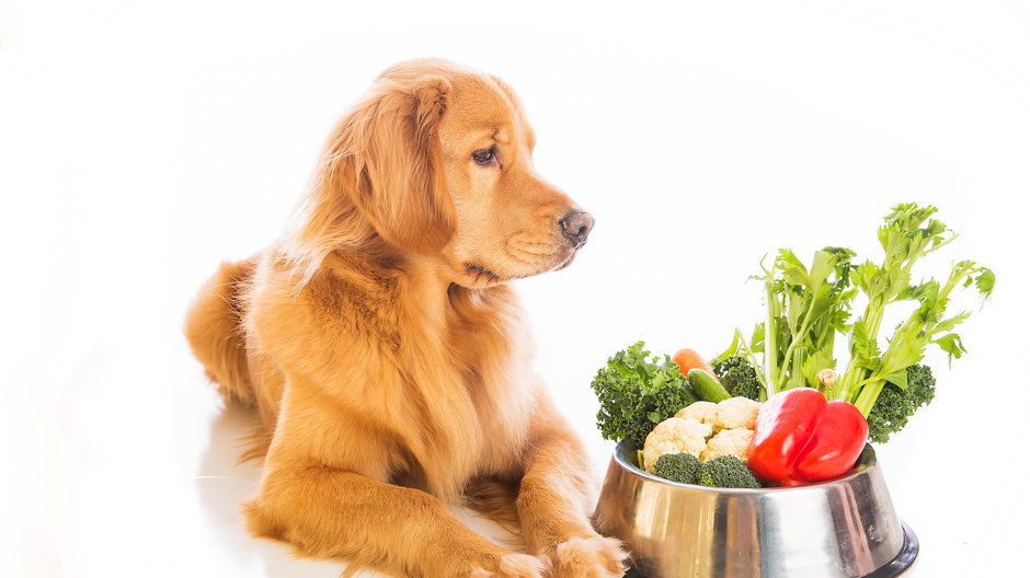 Psu można podawać tylko wybrane owoce i warzywa - Mat Hayward/stock.adobe.com