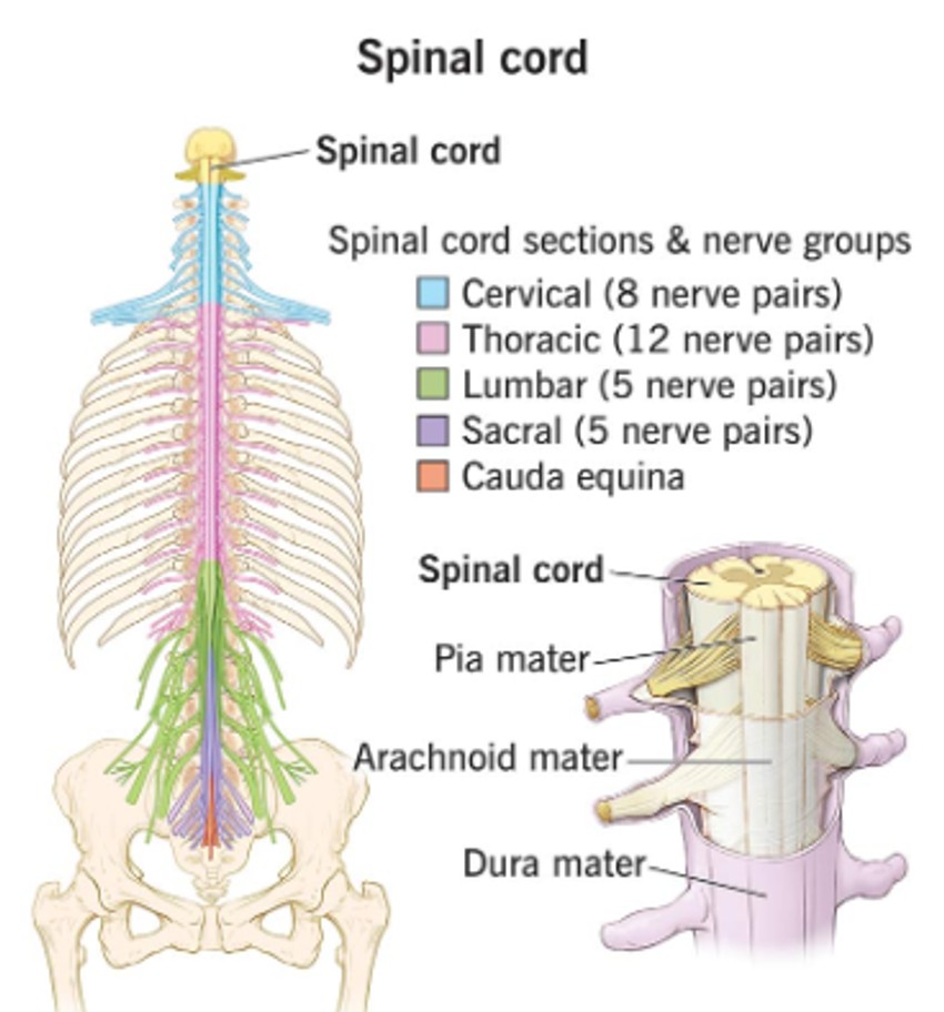Siringomijelija najčešće pogađa gornje delove kičmene moždine