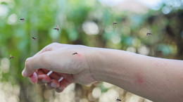 Jak złagodzić ukąszenia komarów?