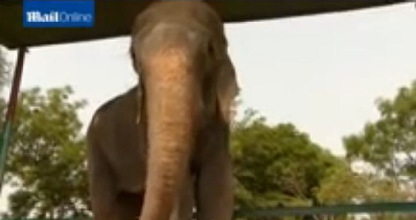 Radžu konačno oslobođen, pronašao je mir u skloništu