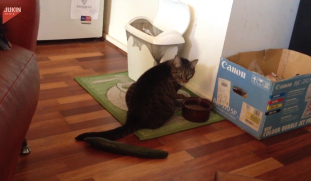 AP_macka_krastavac_zab_blic_safee