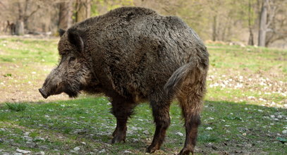 Oskórowany pysk dzika, odcięte kopyta. Makabryczne znalezisko pod Pobiedziskami