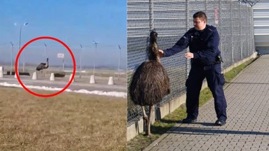 Struś błąkał się przed terminalem lotniska. "Pobiegli, żeby go złapać"