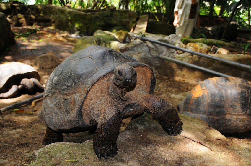 Aldabranske džinovske kornjače na ostrvu Mojen