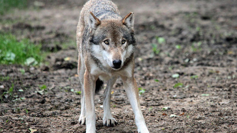 „Ludzie boją się wchodzić do lasu, zwłaszcza z psami”. Czy w Olsztynie zagościły wilki?