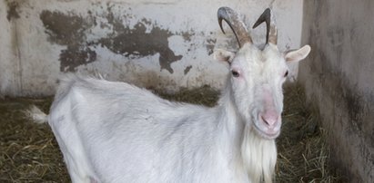 Myśleli, że lecą na ratunek kobiecie. Tego się nie spodziewali