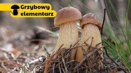 Borowik amerykański to nowy grzyb w polskich lasach. Czy warto go jeść?