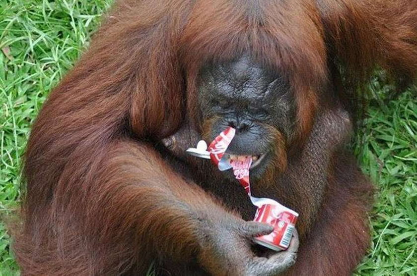 Orangutan musi rzucić palenie