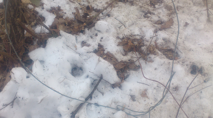 Ilyen drótból készült hurokcsapdákat helyeztek el a hóban az orvvadászok /Fotó: police.hu